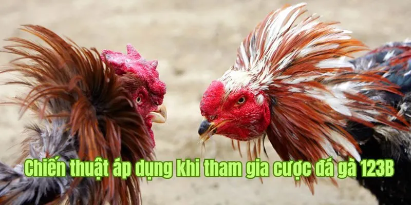 Chiến thuật hay nên áp dụng khi tham gia cược đá gà 123B