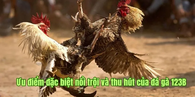 Ưu điểm đặc biệt nổi trội và thu hút của đá gà 123B